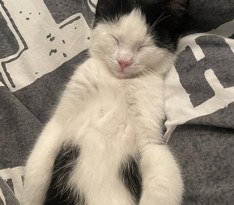 Katze