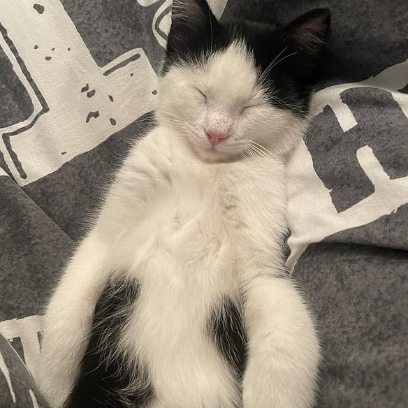Katze